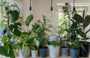 Popular Indoor House Plants